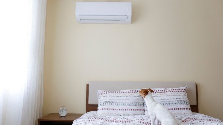 Fa male il ventilatore al cane? 5 rischi per la salute del tuo pet